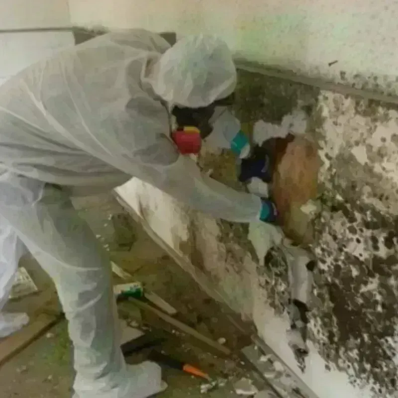 Mold Remediation and Removal in Nashville, IL